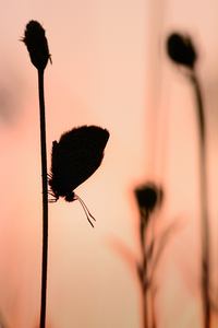 Bläuling im Abendlicht