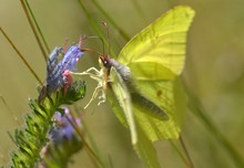 Zitronenfalter im Anflug