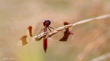 Sympetrum pedemontanum