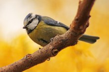 Blaumeise vor gelbem Hintergrund - noch schön oder schon Kitsch?