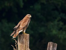 Mäusebussard - Buteo buteo