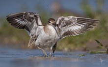 Endlich mal wieder am Fluss unterwegs - und passend der Flussuferläufer