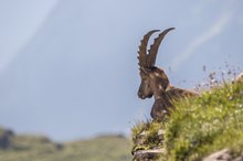 Alpensteinbock