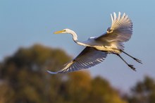 Silberreiher im Anflug