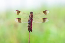 Sympetrum pedemontanum – Gebänderte Heidelibelle