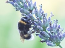 schlafende Hummel