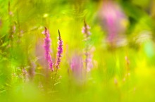 In der Sommerwildblumenwiese