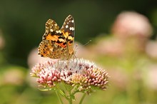 Distelfalter auf Wasserdost