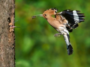 Versorgungsflug