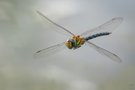 Diese fliegende Herbst-Mosaikjungfer