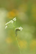 Kleine Raupe "Nimmersatt"