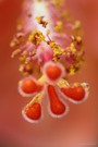 das Innere der Hibiscusblüte
