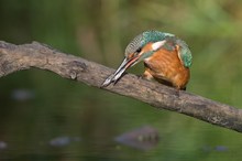 Erfolgreicher Jungvogel 2