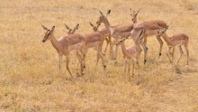 Impalas