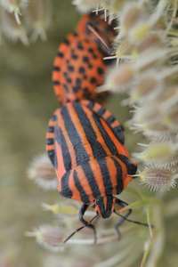 Streifenwanze (Graphosoma lineatum)