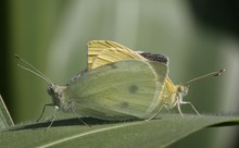 Liebesspiel auf einem Maisblatt