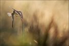 ~ sympetrum vulgatum ~