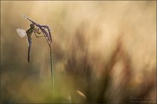 ~ sympetrum vulgatum ~