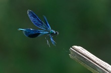 Gebänderte Prachtlibelle im Anflug - DOKU