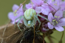 Krabbenspinne erbeutet einen Falter