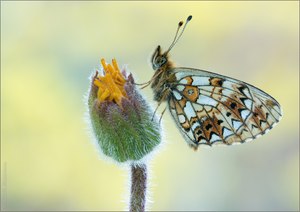 Boloria selene