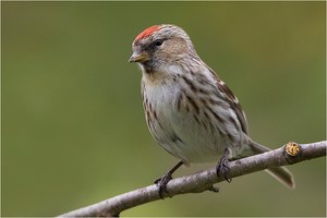 Alpenbirkenzeisig oder Birkenzeisig