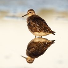 Bruchwasserläufer...