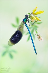 ~ dragonfly ~