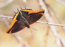 Erdbeerbaumfalter '16 (Charaxes jasius)