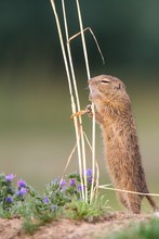 Die Ziesel-Band IV: Der Harfenspieler...