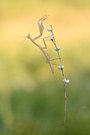 Mantis Religiosa