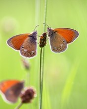 Wiesenvögelchen double feature (+1)