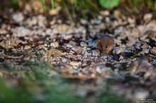 Eine Bergmaus