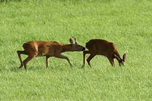 Treibender Bock