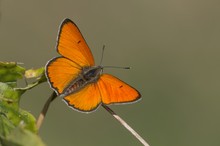 Großer Feuerfalter (Lycaena dispar), Männchen