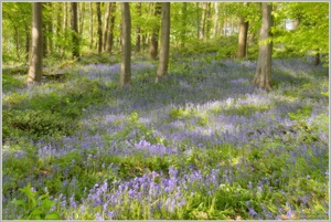 Atlantisches Hasenglöckchen (Hyacinthoides non-scripta)