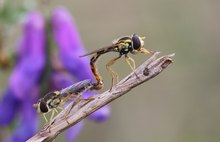 Schwebfliegenhochzeit