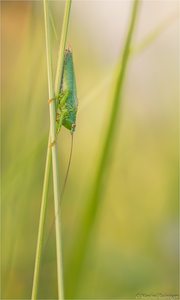 Grasshüpfer