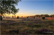 Sonnenaufgang in der Heide