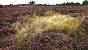 Drahtschmielen-Heide...