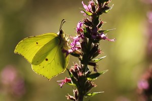 Zitronenfalter im Gegenlicht