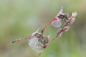 Sympetrum depressiusculum – Sumpf-Heidelibelle - Tandem