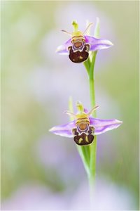 Bienen-Ragwurz (Ophrys apifera)