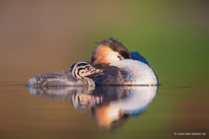 Haubentaucher (Podiceps cristatus)