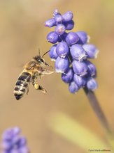 Bienchen und Blümchen