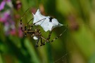 Die Augen der Wespenspinne -  Bild 2