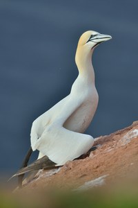 Basstölpel – mit fehlendem Auge