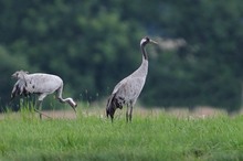 Einmal auf der Wiese