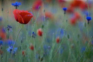 Als noch Frühling war