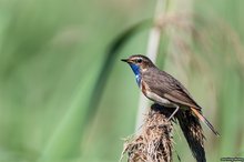 Blaukehlchen im Habitat